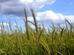 Combaterea bolilor foliare la cereale paioase – tratamentul II