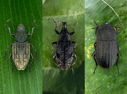 Avertizare: Culturile de sfecla, porumb si floarea soarelui sunt atacate de daunatori