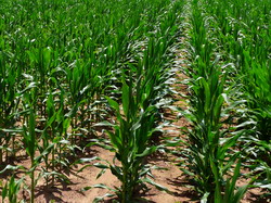 Erbicidarea la culturile de porumb