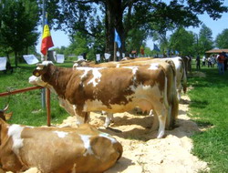 Expozitia zonala de taurine Deda 2015