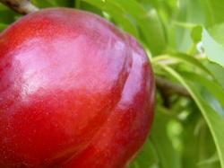 CODABRIX, potentiator de culoare si a gradului brix in fructe