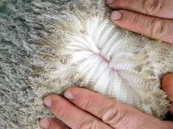 Productia de lana la ovine