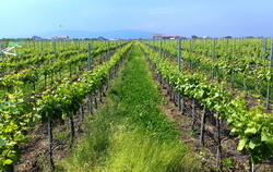 Limitarea cresterilor vegetative excesive