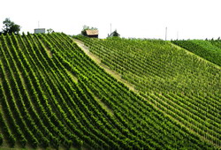 CE introduce un nou sistem de autorizatii pentru plantarile de vita de vie incepand cu 1 ianuarie 2016