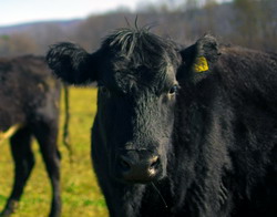 Proiectul Eurobeef: solutii interregionale pentru stimularea consumului de carne de vita