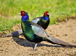 Reproductia fazanilor