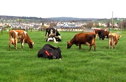 Sistemul Autograssmilk combina pasunatul cu sisteme automatizate de muls