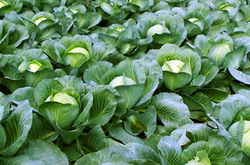 Tratamente de combatere: musca verzei, paduchele cenusiu al verzei si buha verzei