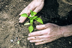 Tratamentele recomandate dupa plantarea rasadurilor in camp