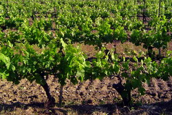 Tratamente preventive la vita de vie pentru combaterea bolilor si daunatorilor