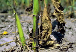 Ofilirea verticiliana a florii soarelui