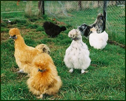 chicken wilkamdai poultry silkies-various