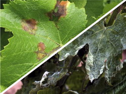 Avertizare: Fainarea si Mana vitei de vie