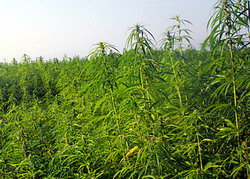 cultivarea canepei pentru ulei si fibre