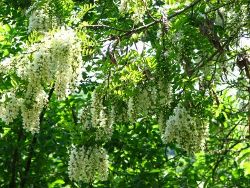 Infuzia din flori de salcam inlatura “arsurile” de stomac