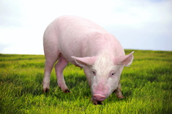 Pentru prima data un stat din Brazilia va fi recunoscut ca liber de pesta porcina clasica!