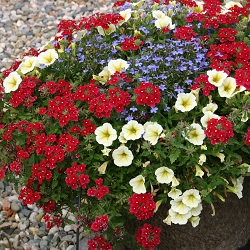 Cunoasterea plantelor decorative anuale