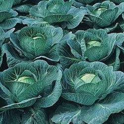 In luna iunie vom planta varza de toamna