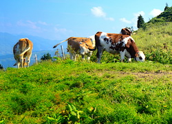 Rolul pajistilor montane in practicarea agriculturii ecologice