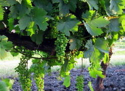 Boli si daunatori vita-de-vie