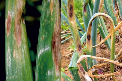 Bolile la Ceapa Praz si Usturoi - alternarioza