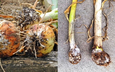 Bolile la Ceapa Praz si Usturoi - putregai alb