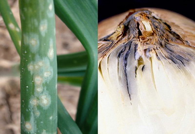 Bolile la Ceapa Praz si Usturoi - putregai cenusiu