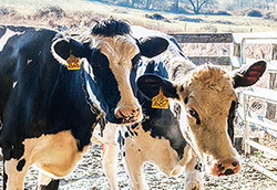 Bunastare vaci de lapte in ferme mici