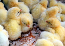 Colisepticemia, o boala patogena la gaini si curci