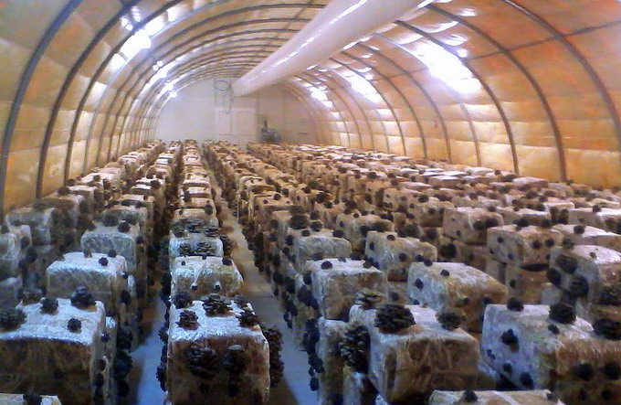 Ciuperci Pleurotus - crescatorie de ciuperci