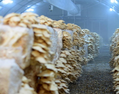 Ciuperci Pleurotus - fabrica de compost