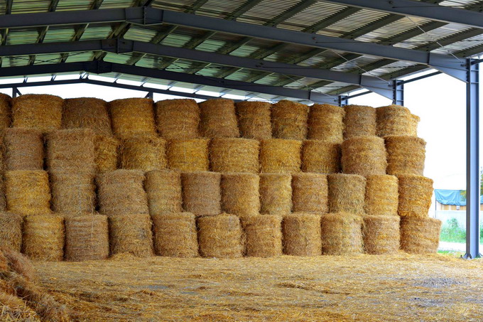 Ciuperci Pleurotus - paie de compost