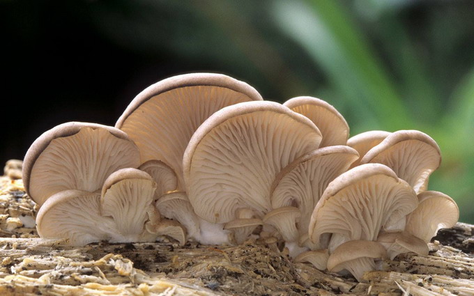 Ciuperci Pleurotus - procesare