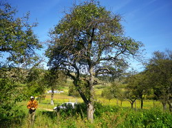 Conservare livezi si soiuri locale 1