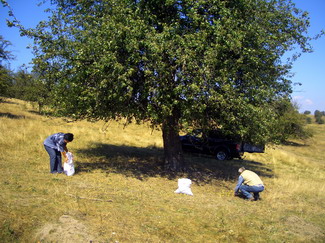 Conservare livezi si soiuri locale 5