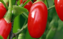 Cultivarea arbustilor de goji BIO – afacerea inteligenta care promite profit imediat si viata lunga