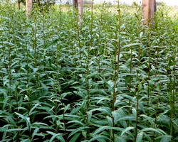 Cultivare plantatie de goji