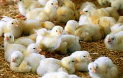 Perchezitii pentru combaterea evaziunii fiscale in comertul intracomunitar de pui vii si furaje