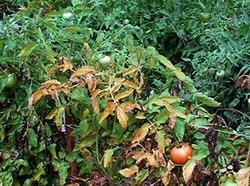 Identificarea si combaterea Fuzariozei si Verticilozei la tomate, ardei, vinete, castraveti, pepeni