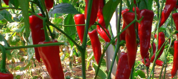 Ingrasaminte - fertilizanti pentru ardei