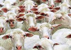 Deputatii europeni vor sa interzica atat clonarea animalelor, cat si alimentele si importurile derivate din acestea