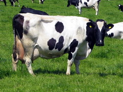 Intretinerea vacilor lactante