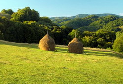 Pasuni si fanete: Informatii utile pentru fermierii care depun cereri de plata la APIA