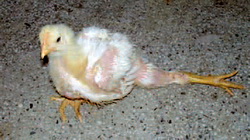 Peroza la puii de gaina