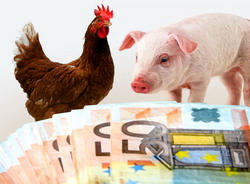 Plati bunastarea animalelor porcine si pasari