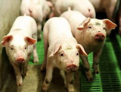 Performante imbunatatite in fermele de porci din Flandra prin schimburi de informatii intre fermieri