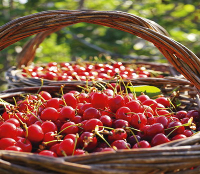 Soiuri de cirese oferite de SCDP Iasi