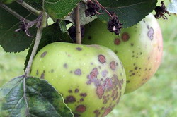 Tratamente de sezon in plantatiile de mar si par