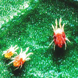 A inceput atacul acarienilor