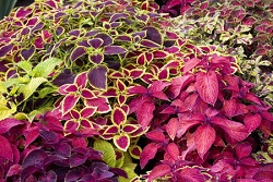 coleus